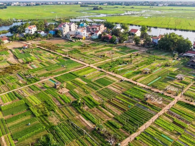 Trà Quế
